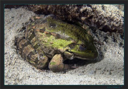 A strange encounter, at 4meters an hibernating frog by Sven Tramaux 